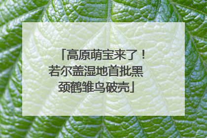 高原萌宝来了！若尔盖湿地首批黑颈鹤雏鸟破壳